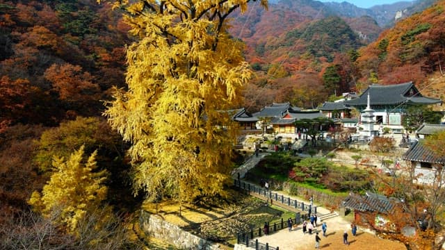 Serene temple in the mountains covered in autumn leaves