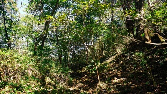 햇빛이 비추는 울창한 나무 숲길