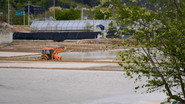 물에 잠긴 논에서 일하는 트랙터