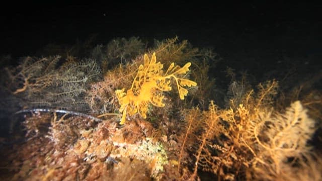 Leafy Seadragon Camouflaged Among Seaweed