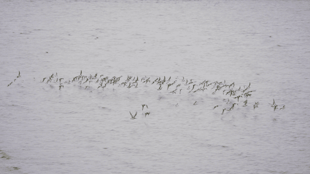 Flock of birds flying over the sea