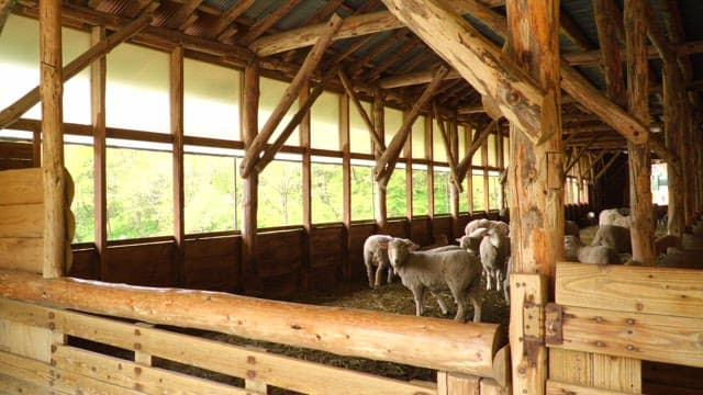 Sheep gathered inside a wooden barn during daytime.