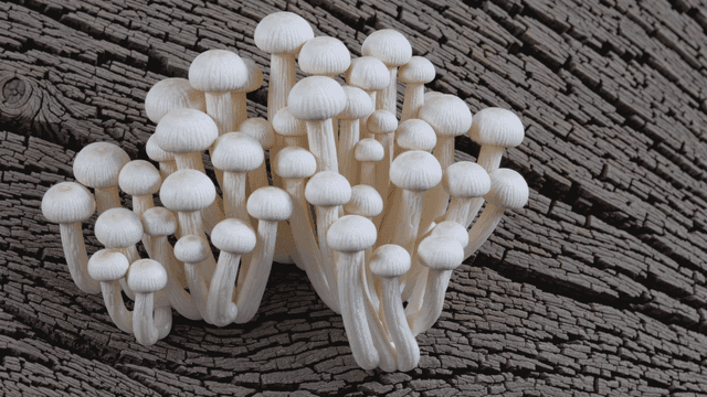 Cluster of white mushrooms on a log
