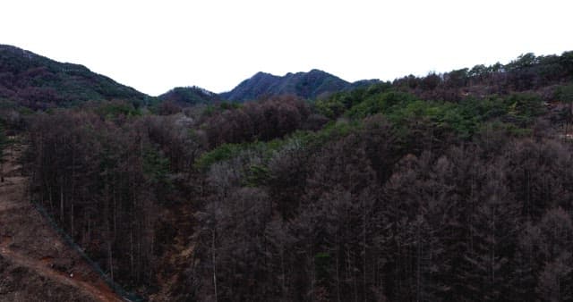 나무가 울창한 숲으로 덮인 고요한 산맥