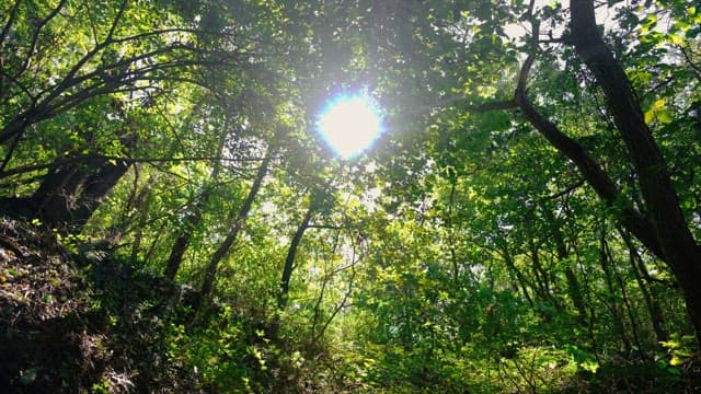 Sunlight shining through the lush green forest trees