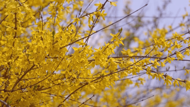 가지에 피어난 노란 개나리
