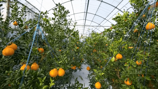 온실에서 자라는 오렌지