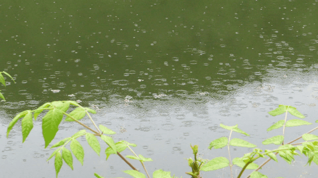 연못에 빗방울이 떨어지는 모습