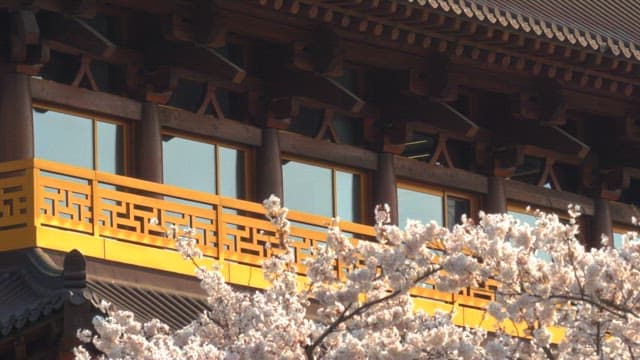 Cherry blossoms blooming in front of traditional architecture