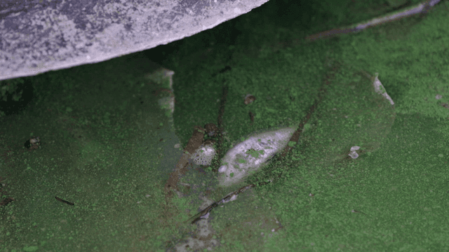 녹조가 낀 연못에 있는 죽은 물고기