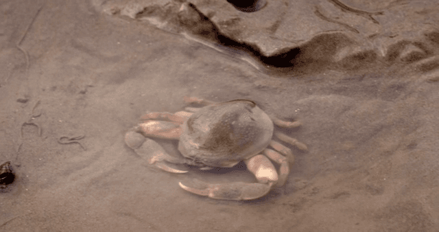 진흙 해안에서 움직이는 게