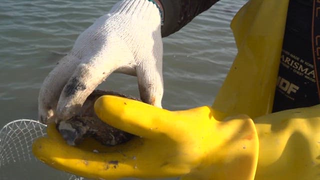 굴 속에 들어있는 쭈꾸미