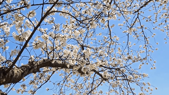 Cherry blossoms blooming under a clear sky