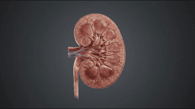 Detailed view of a human kidney