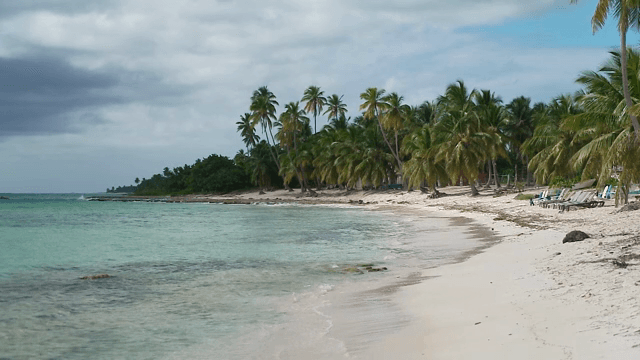 Serene beach with palm trees