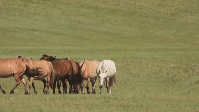 넓은 초원에서 풀을 뜯는 말들