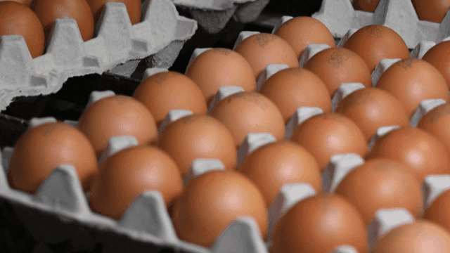 계란이 정돈된 계란판들