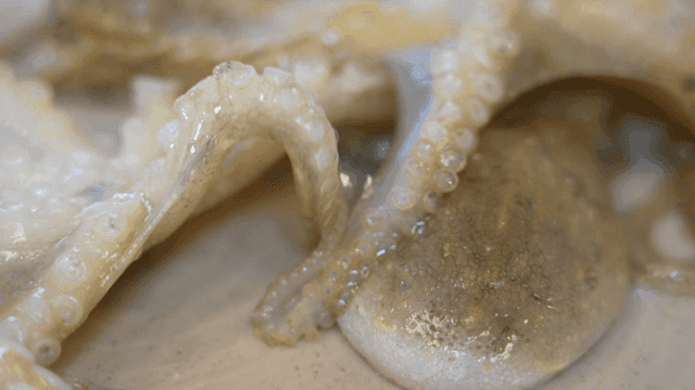 Fresh octopus tentacles on a plate