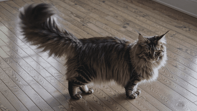 Furry cat standing on wooden floor,