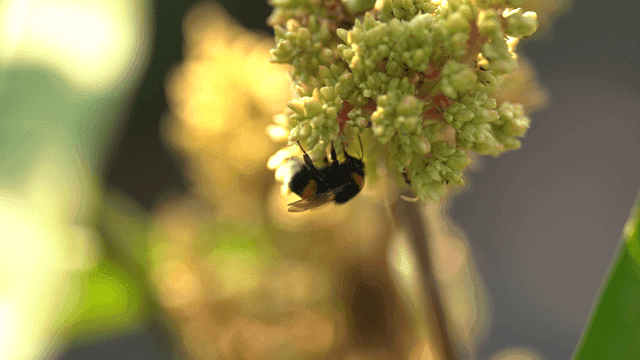 Bumblebees collecting nectar from flowers