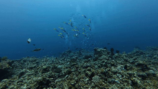 Underwater where tropical fish swim