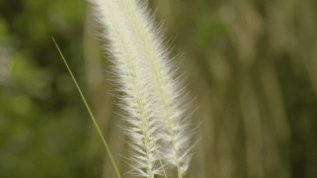 들판의 부드러운 풀 근접 촬영