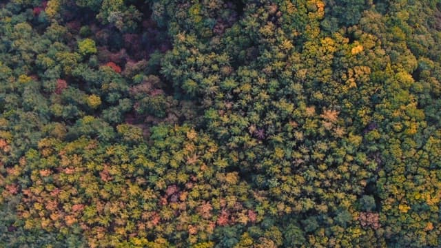 나무가 울창한 산악 지형