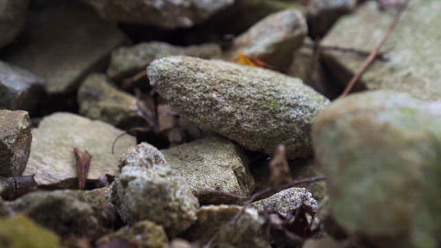 메마른 가지와 잎사귀들에 둘러싸인 돌멩이들