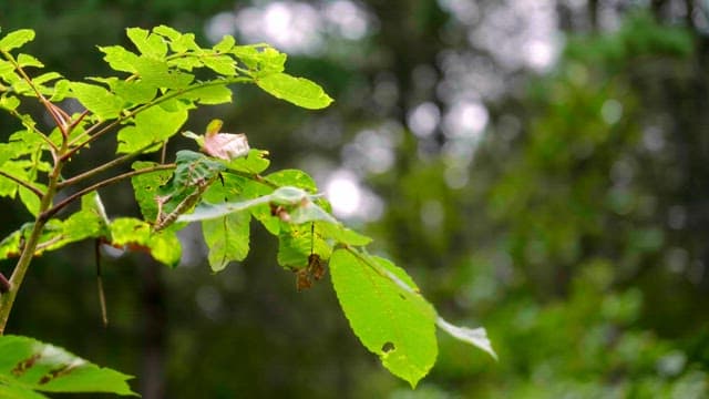 Green leaves in a forest setting