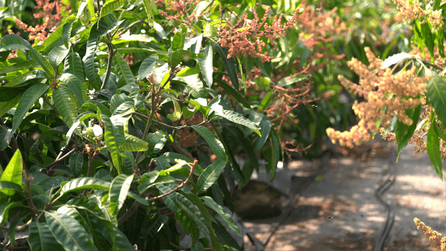 Blooming mango tree full of bees