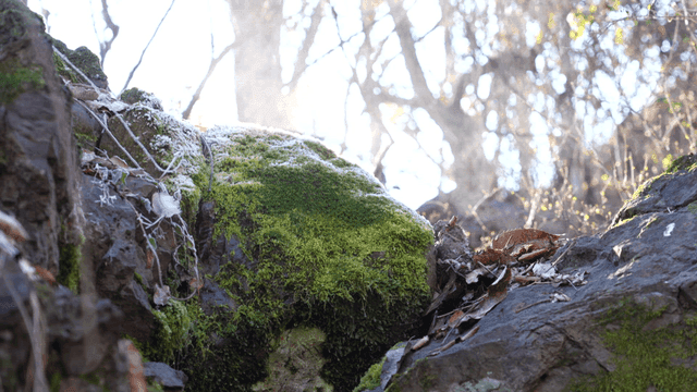 Steam shining on moss-covered stones in forest