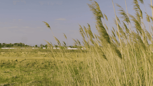 Tall grass swaying in wind