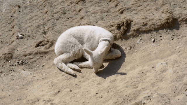 Young alpaca lying on sandy slope