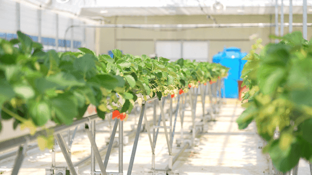 Strawberry plants growing in a greenhouse
