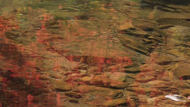 단풍나무가 비치는 맑은 시냇물