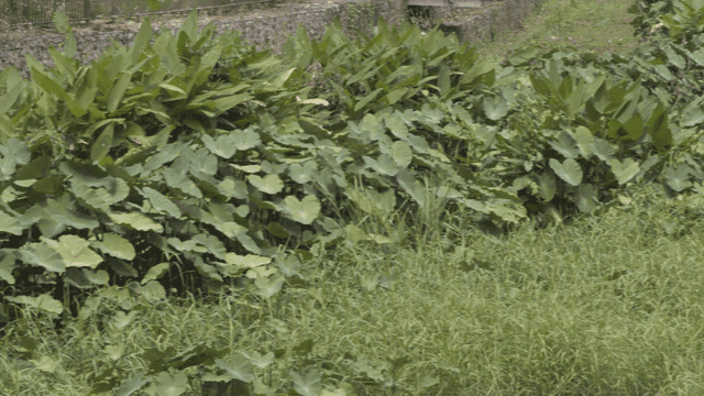 Green plants next to stone wall