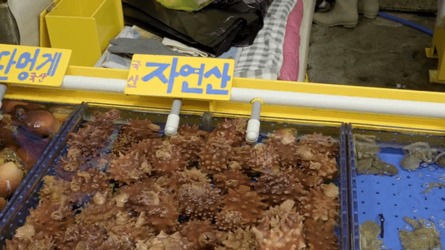 시장 수조 속 신선한 멍게