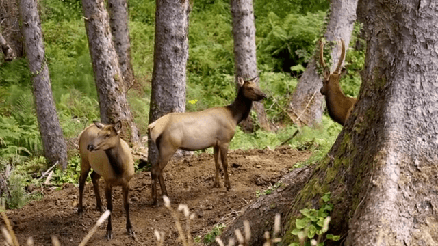 숲 속 나무 사이에 서 있는 사슴