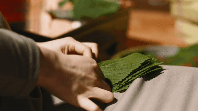 Hands preparing perilla leaves
