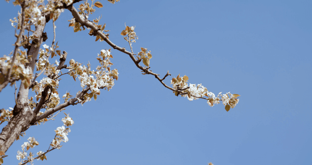 맑은 하늘을 배경으로 한 흰 꽃이 핀 나뭇가지