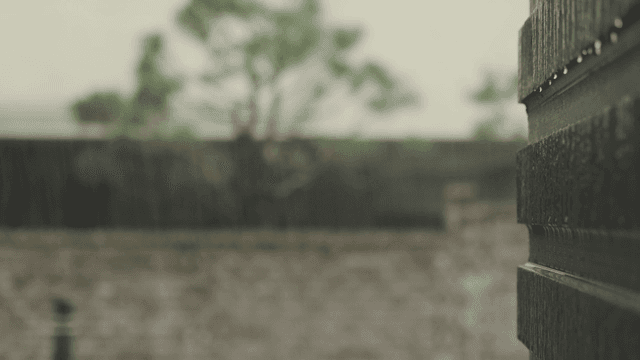 비 오는 날 나무 울타리에 맺힌 빗방울