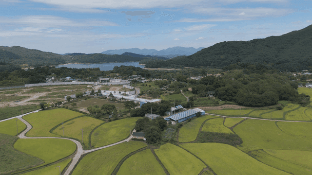 Aerial view of lush green rice fields
