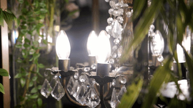빛나는 전구와 녹색 식물이 있는 샹들리에