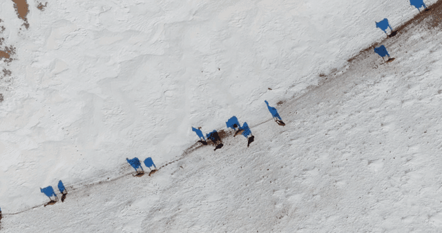 눈 덮인 풍경에서 걷는 소들