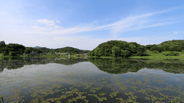Tranquil lake surrounded by green forest