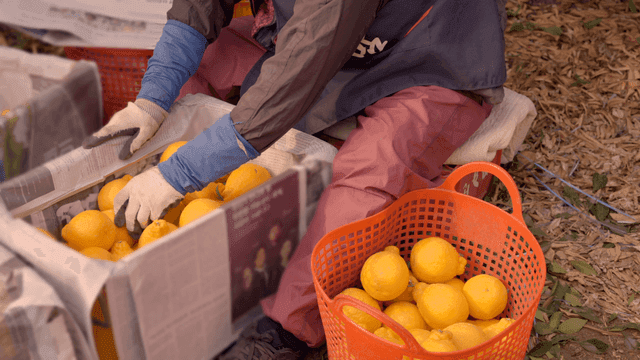 Person who classifies Hallabong