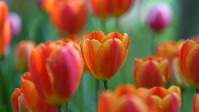 이슬에 반짝이는 싱그러운 주황색 튤립