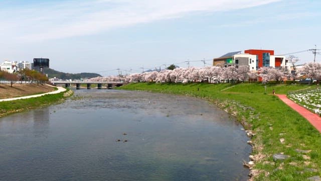 Cherry blossoms along a riverside path