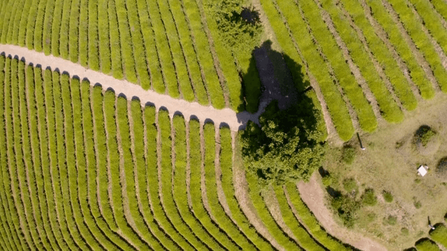 Row of green tea plantation