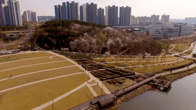 Park with cherry blossoms and high-rise apartments